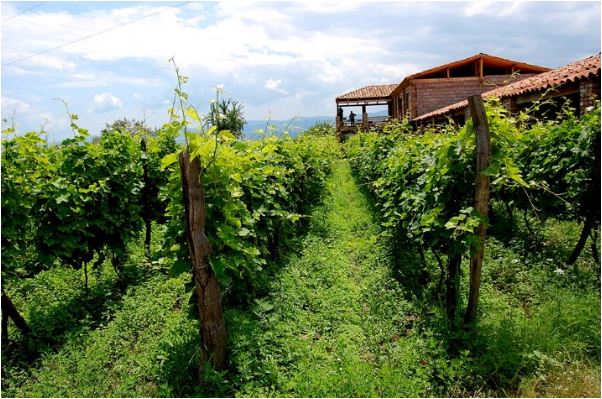 Winery in Georgia